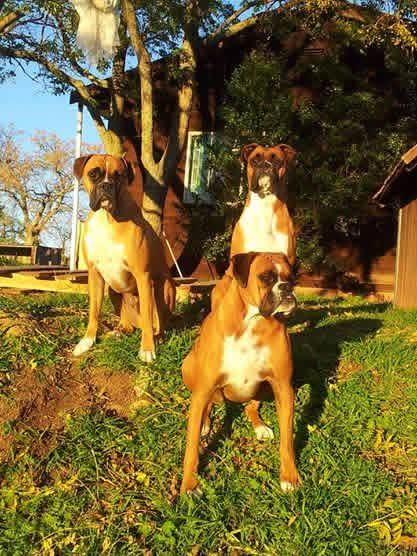 Kerneelz with his Boxer family Kerneelz with his Boxer family