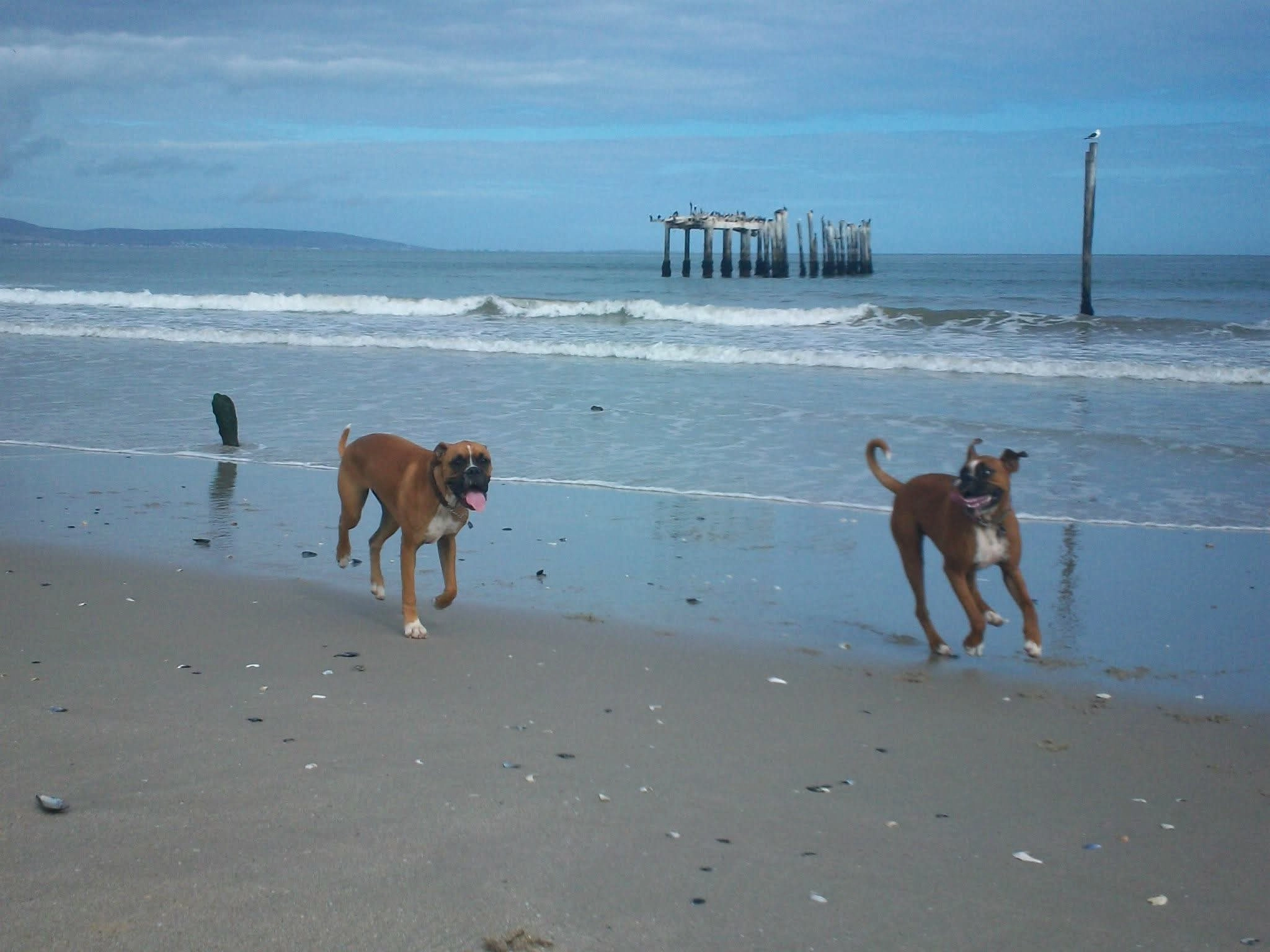 Kerneelz and Sophie as puppies Kerneelz and Sophie as puppies