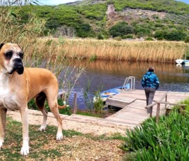 Kerneelz in 2022, aged 12.5. A memorable trip to Vermaaklikheid, months before idiopathic vestibular disease and cancer appeared. We reached our accommodation by river boat.