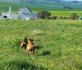 Kerneelz and Oscar gambolling with free abandon at the back of the farm during the Swartland years. The Rainbow Bridge surely looks like this!