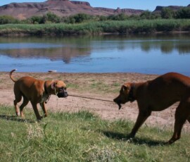 Kerneelz playing toutrek on the banks of the Orange River with the campsite dog, his new best friend, while holidaying at Aquacade in the Richtersveld at the Namibian border