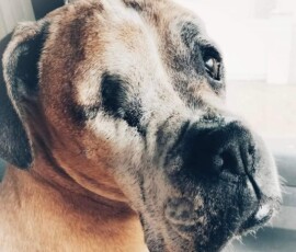 What a very wise, incredibly old soul. Somehow that one eye added so much charm!