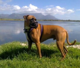 Majestic Kerneelz age 5 at Zandvlei, Lakeside, Cape Town across the road from his final home from 2013 until his passing in 2024.