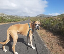 Kerneelz at Silvermine Nature Reserve, Cape Town—a favourite hiking spot in his middle years. This photo was taken in his senior years. Still fit, trim and full of vitality!