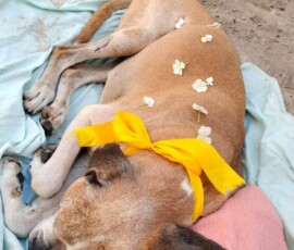 Dr Heidi Kuhn placed flowers on Kerneelz before gently sending him across the Rainbow Bridge. Here he was about to be lowered into his final resting place - a guaranteed pain-free forever.