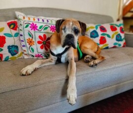 Visits to Aunty Shireen were definitely a huge highlight for Kerneelz in his oldest, most frail years. He loved dozing in her garden and dropping hints at being slipped food from the table.
