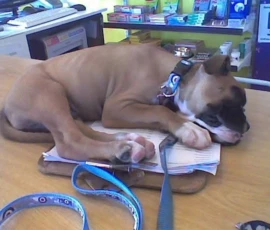 Kerneelz, bored with his mother Greta's endless shopping for puppy supplies, fell asleep on the vet shop desk!