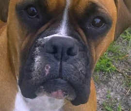 Handsome Kerneelz at approximately 18 months old.