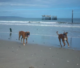 Kerneelz and Sophie at Laaiplek on one of many such Cape West Coast road trip adventures.